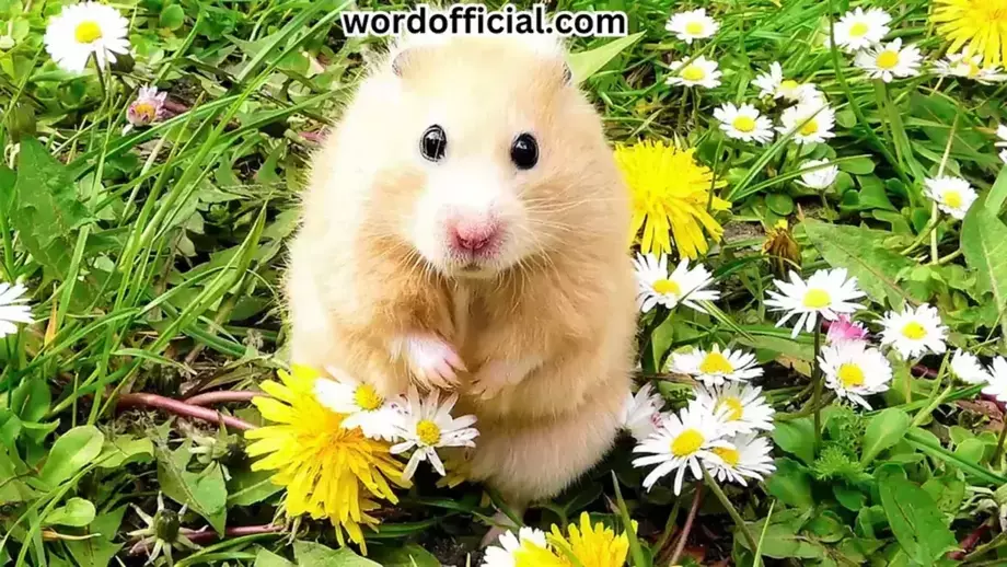 232+(Cute and Funny)Hamster Names For a Boy