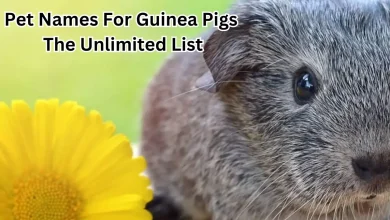 Pet Names For Guinea Pigs- The Unlimited List