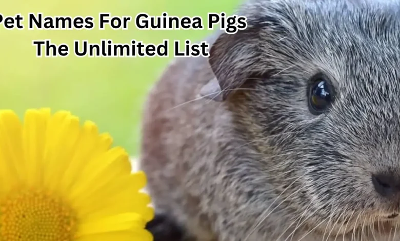 Pet Names For Guinea Pigs- The Unlimited List